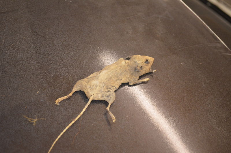 a dead mouse 