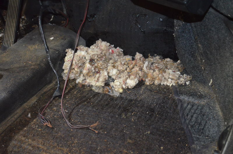 a mouse nest in a stored car